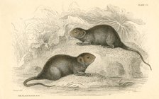 Water vole (Arvicola terrestris), also known as the black water rat, 1828. Artist: Unknown