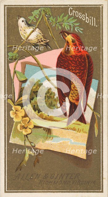 Crossbill, from the Birds of America series (N4) for Allen & Ginter Cigarettes Brands, 1888. Creator: Allen & Ginter.