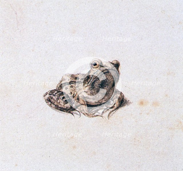 'Green Frog', 16th century. Artist: Joris Hoefnagel