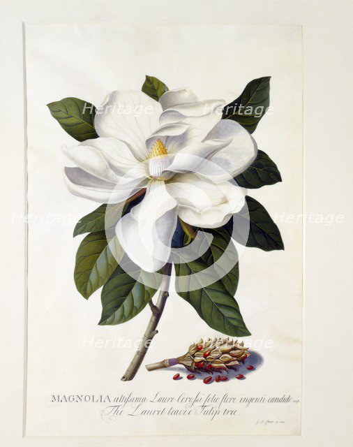Magnolia Grandiflora, c. 1743 (hand coloured engraving). Creator: "Georg Dionysius Ehret (1710 - 70); Ehret, Georg Dionysius (1710-1770)".