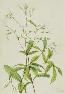 Bowmansroot (Porteranthus trifoliatus), 1919. Creator: Mary Vaux Walcott.