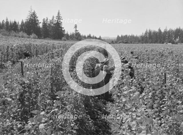 Bean pickers at harvest time, near West Stayton, Marion County, Oregon, 1939. Creator: Dorothea Lange.