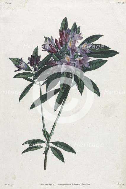 Pontic Rhododendron, 1805. Creator: Jean Louis Prévost.