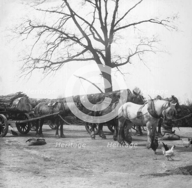 Horse wagon with timber logs, c1900s. Creator: Robert Augustus Henry L'Estrange.