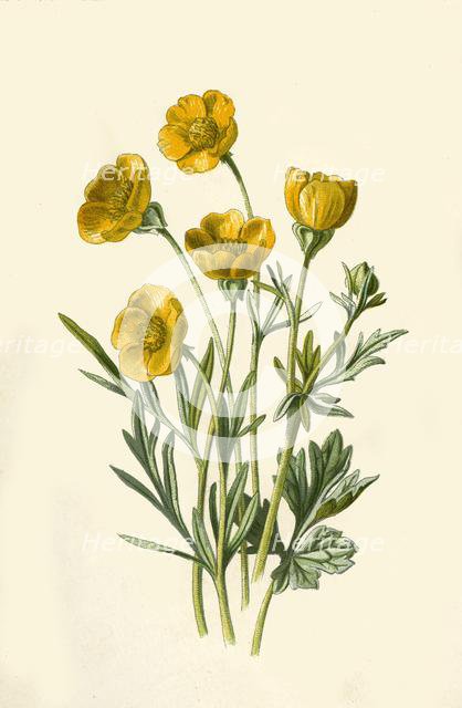 'Bulbous Crowfoot', 1877. Creator: Frederick Edward Hulme.