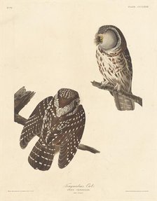 Tengmalm's Owl, 1837. Creator: Robert Havell.