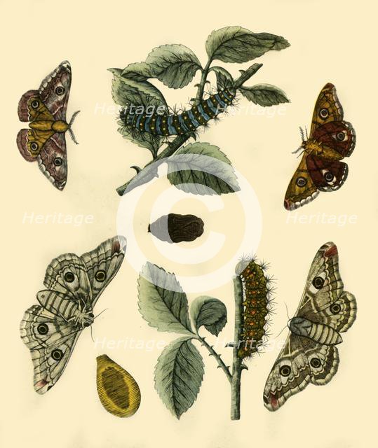 'Emperor Moth', 1749, (1943).  Creator: H Terasson.