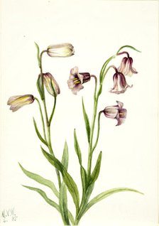 Fritillary (Fritillaria biflora), 1935. Creator: Mary Vaux Walcott.