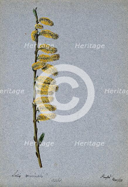 Basket willow (Salix viminalis): flowering stem, 1903. Creator: Unknown.