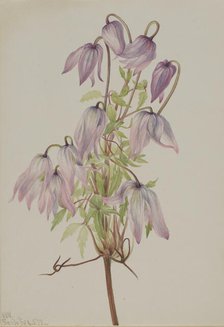 Jicarilla (Clematis pseudoalpina), 1933. Creator: Mary Vaux Walcott.
