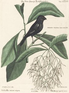 The Little Black Bullfinch (Rubicilla minor nigra), probably 1743/1762. Creator: Johann Michael Seligmann.