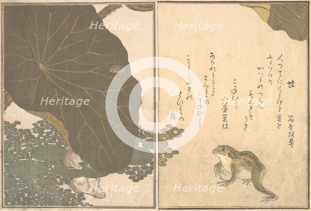 Frog (Kaeru); Gold Beetle (Kogane mushi)..., 1788. Creator: Kitagawa Utamaro.