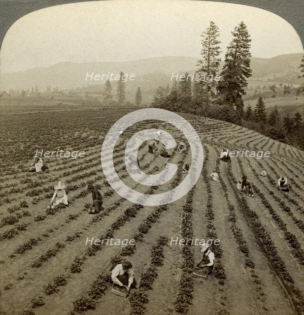 Strawberry picking, Cedar Creek Farm, Hood River Valley, Oregon, USA.Artist: Underwood & Underwood