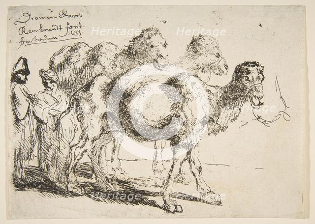 Three Dromedaries.n.d. Creator: Unknown.