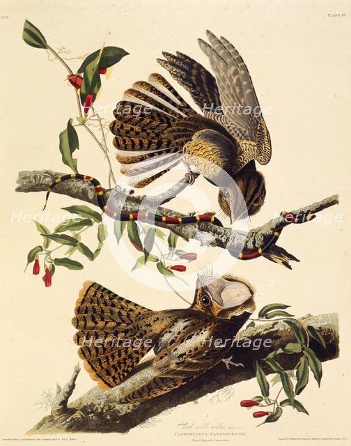 The chuck-will's-widow. From "The Birds of America", 1827-1838. Creator: Audubon, John James (1785-1851).