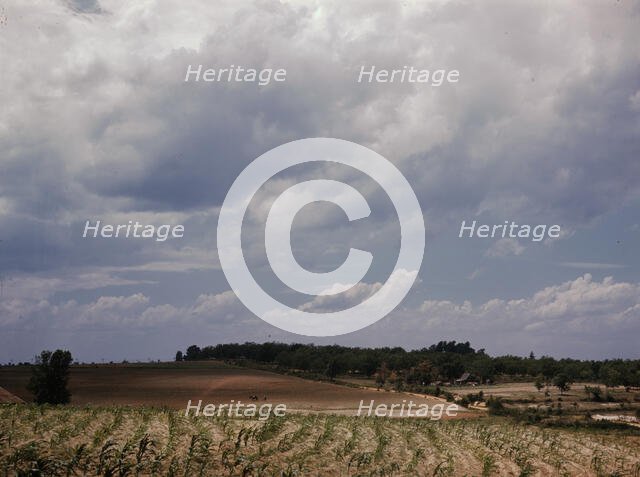 Corn field, Ga.?, 1941. Creator: Jack Delano.