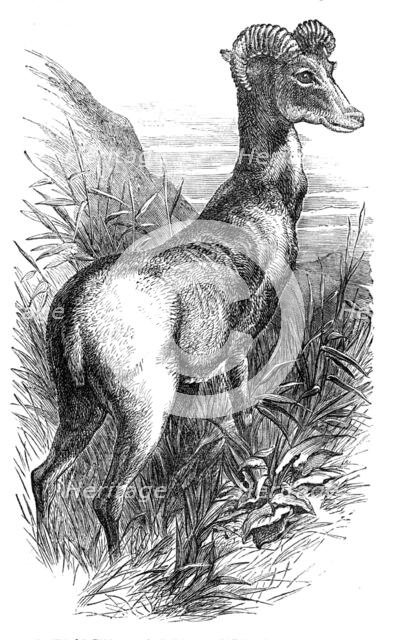Wild Sheep of the Punjab, in the Gardens of the Zoologicial Society, Regent's-Park, 1854. Creator: Unknown.