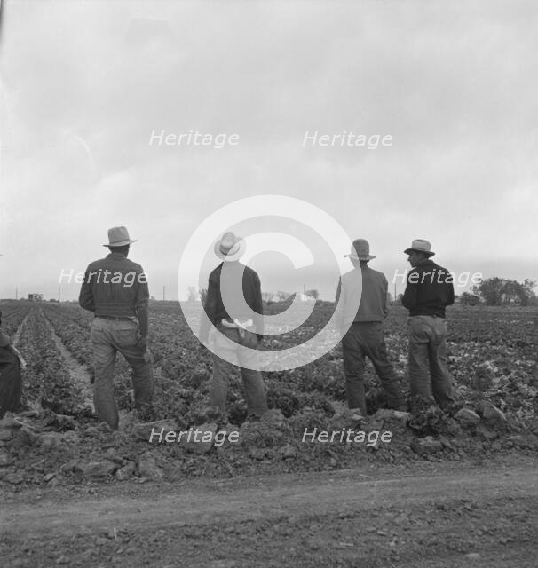 Filipinos waiting for the signal...cutting lettuce, near Westmorland, Imperial Valley, CA, 1939. Creator: Dorothea Lange.