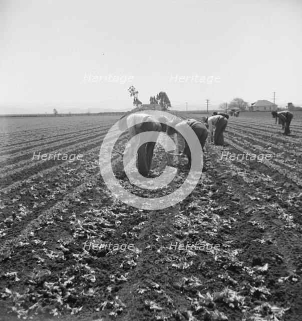 Gang of Filipino boys thinning lettuce, Salinas Valley, California, 1939. Creator: Dorothea Lange.