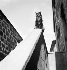 Tabby cat sitting on a wall, Cornwall, 1950. Artist: John Gay.