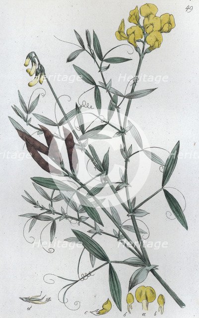 Meadow Vetchling (Lathyrus pratensis), 1804-1811. Artist: Johan Wilhelm Palmstruch