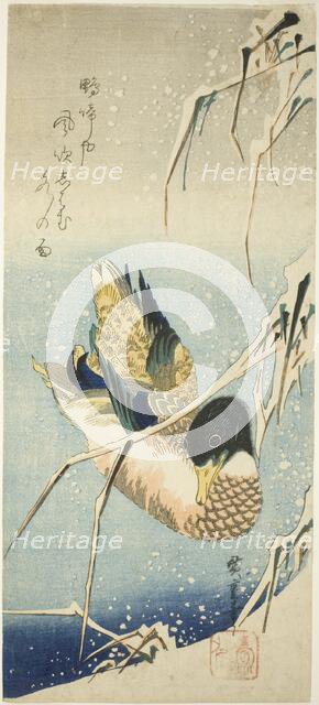 A Wild Duck Swimming by a Snow-covered Bank beneath Snow-laden Reeds, 1830s. Creator: Ando Hiroshige.