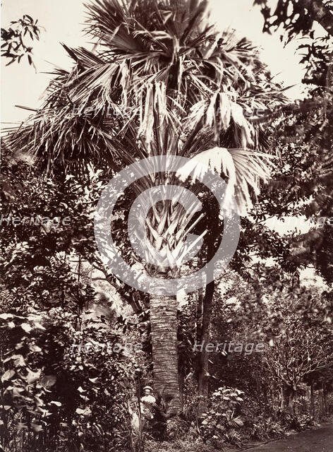 Grand Latanier, 1863. Creator: Désiré Charnay.