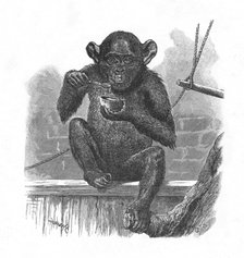 The Chimpanzee Sally.', c1900. Artist: Helena J. Maguire.