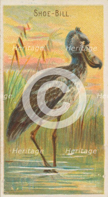 Shoe-Bill, from the Birds of the Tropics series (N5) for Allen & Ginter Cigarettes Brands, 1889. Creator: Allen & Ginter.