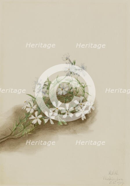 Moss Pink (Phlox subulate), 1919. Creator: Mary Vaux Walcott.