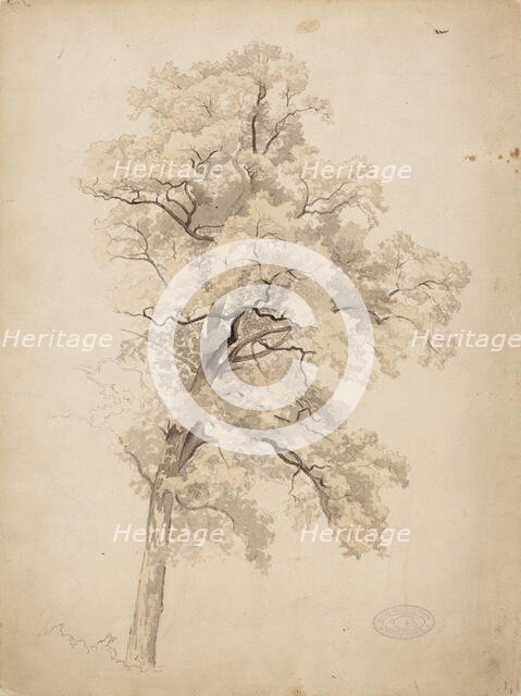 Hardwood, 1848-1860. Creator: Werner Holmberg.