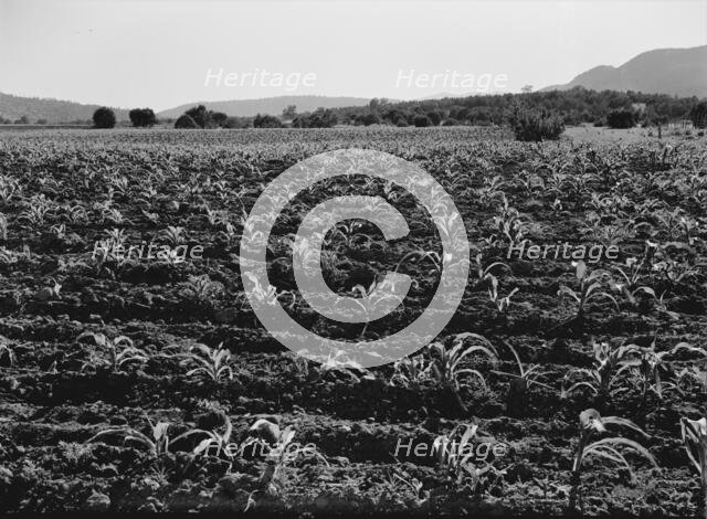 Field of young corn near Mescalero Apache Reservation, New Mexico, 1938. Creator: Dorothea Lange.