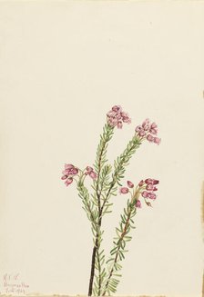 Pink Mountain Heather (Phyllodoce empetriformis), 1924. Creator: Mary Vaux Walcott.