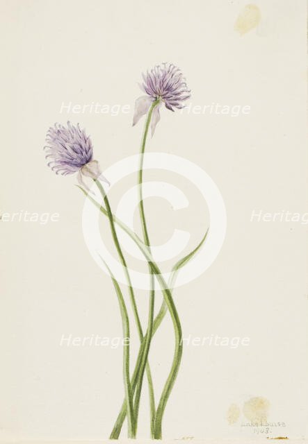 Siberian Onion (Allium sibericum), 1903. Creator: Mary Vaux Walcott.