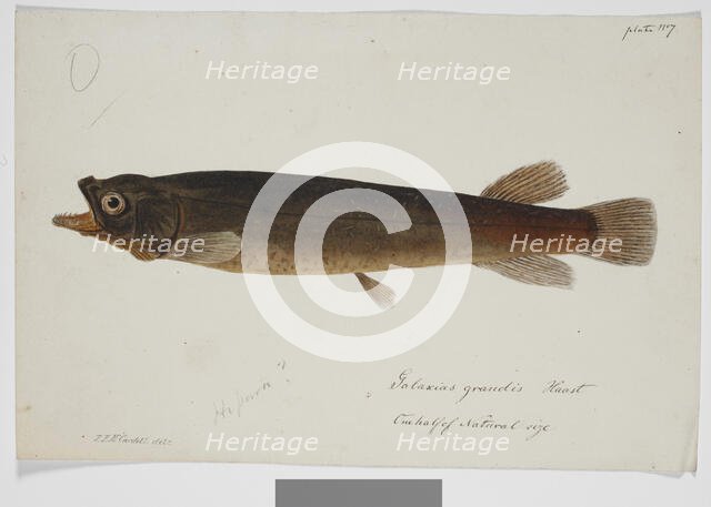 Galaxias grandis, Haast, 1872. Creator: James Francis McCardell.