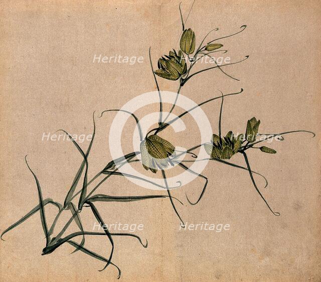 A plant, possibly a fritillary (Fritillaria species): flowering stem. Creator: Unknown.