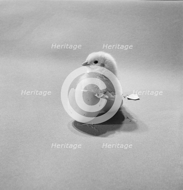 Newly hatched chick standing in an egg shell, 1946-1980.  Artist: John Gay.
