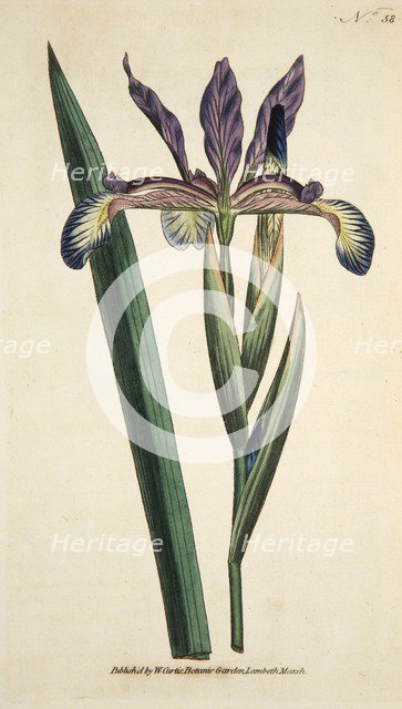 Iris Spuria (Spurios Iris), pub. 1790 (hand coloured engraving). Creator: English School (18th Century).