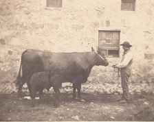 Prize Cow and Calf, ca. 1859. Creator: Horatio Ross.