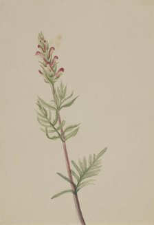 Pedicularis bracteosa, ca. 1917-1918. Creator: Mary Vaux Walcott.