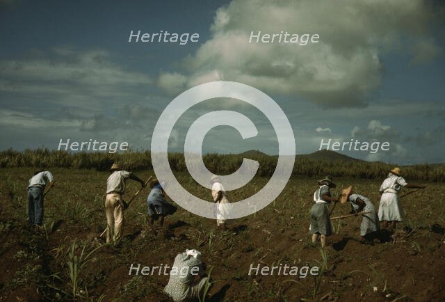 Cultivating sugar cane on the Virgin Islands Company land, vicinity of Bethlehem, St. Croix, 1941. Creator: Jack Delano.