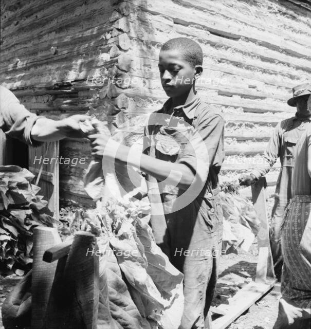 Tobacco strung on sticks, Granville County, North Carolina, 1939. Creator: Dorothea Lange.