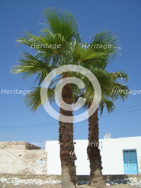 Palm trees, Tunisia, 2009. Creator: Amanda Waite.