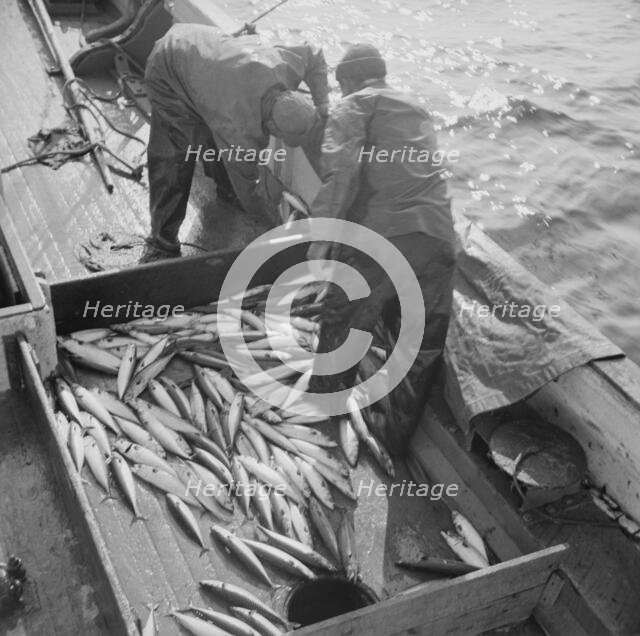 Mackerel fishing, Gloucester, Massachusetts, 1943. Creator: Gordon Parks.