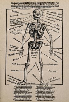 A human skeleton, seen from the front, with labels giving the latin names of the bones, 1517.