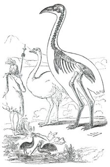Comparative Sizes of Dinornis, Ostrich, and New Zealander, 1850. Creator: Unknown.