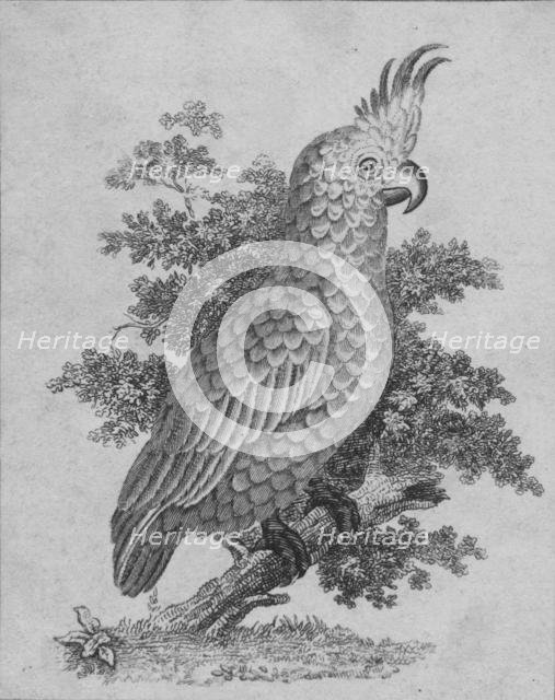 'Cockatoo', 19th century?  Creator: Unknown.