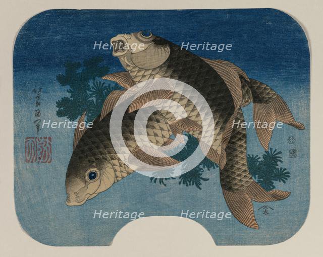 Carp Swimming by Water Weeds, 1831. Creator: Katsushika Hokusai (Japanese, 1760-1849).
