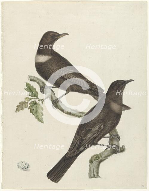 Two ring thrushes (Turdus torquatus) with an egg, 1749-1811. Creator: Jan Christiaan Sepp.