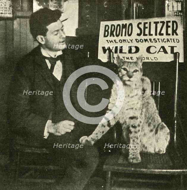 'A Pet Wild Cat', . Creator: Unknown.